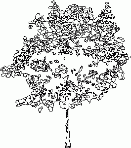 Dogwood Tree 2D DWG Elevation for AutoCAD