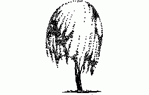 Weeping Willow Tree 2D DWG Elevation for AutoCAD