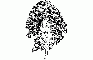 Tulip Poplar Tree 2D DWG Elevation for AutoCAD
