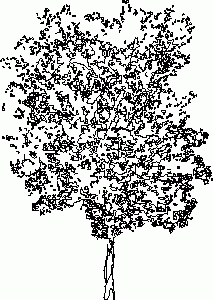 Red Oak Tree 2D DWG Elevation for AutoCAD