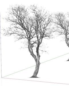 Tree Sketchup 3D SKP Model for SketchUp