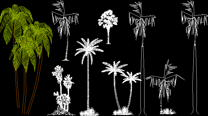 Palm Trees 2D DWG Block for AutoCAD • Designs CAD