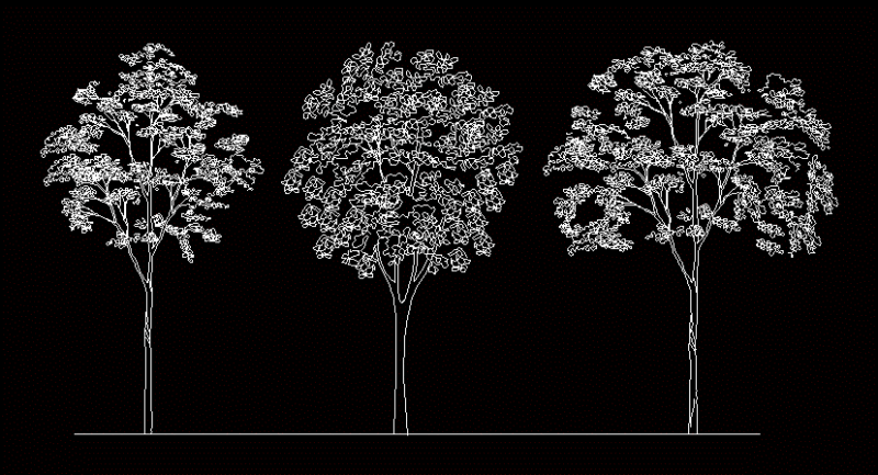 Royal Poinciana Tree 2D DWG Elevation for AutoCAD