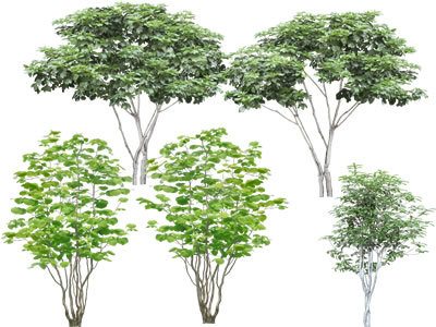 Trees Elevation 2D BMP Elevation Graphics • Designs CAD