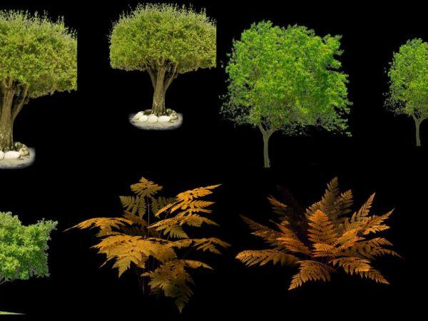 Trees Png DWG Block for AutoCAD • Designs CAD