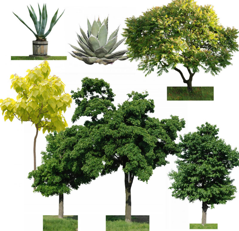 Ttrees 2D BMP Graphics Graphics