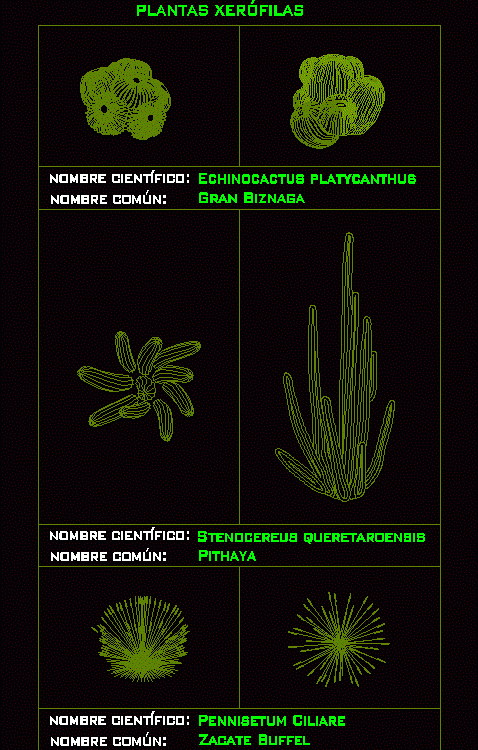 Desert Plants 2D DWG Block for AutoCAD â€¢ Designs CAD