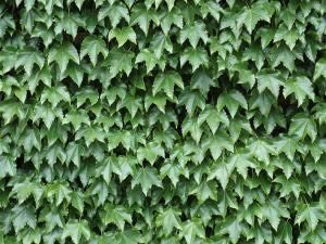 Climbing Plant 2D BMP Graphics Graphics