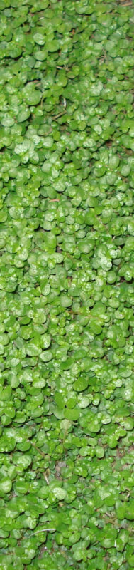 Foliage 2D BMP Graphics Graphics