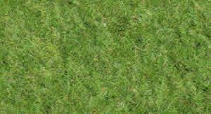 Grass Texture High Resolution 2 2D BMP Graphics Graphics