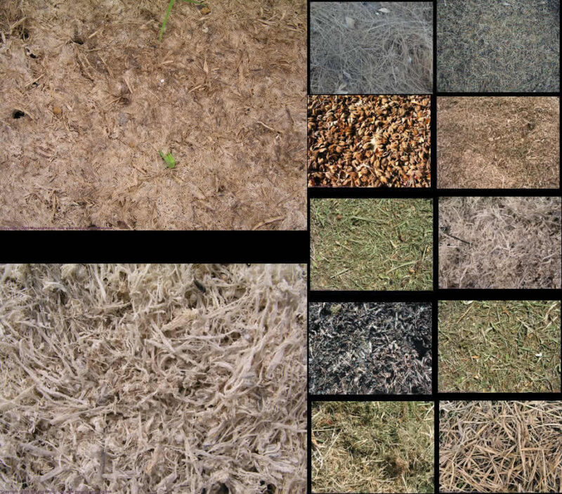 Texture – Foliage 2D BMP Graphics Graphics