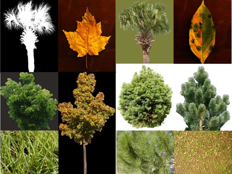 Textures Trees And Foliage 2D BMP Graphics Graphics