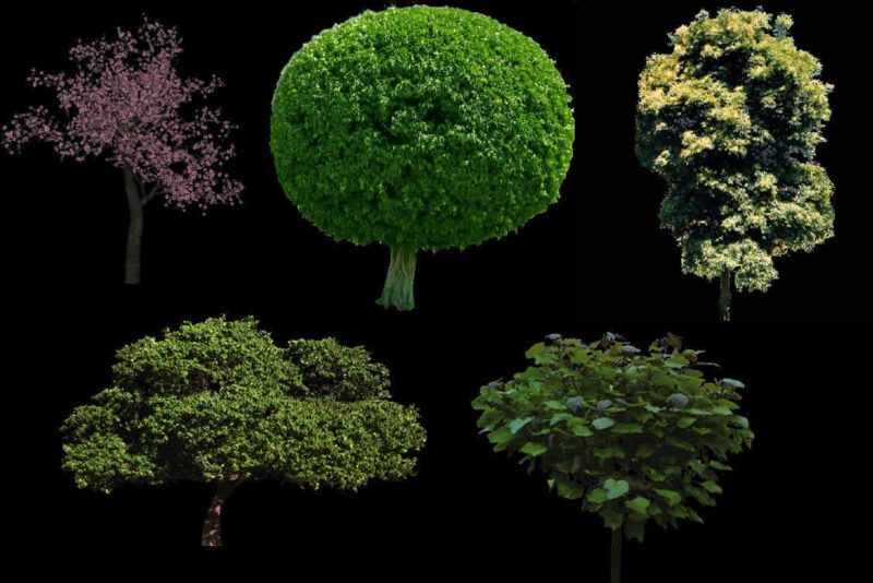 Trees 2D BMP Graphics Graphics