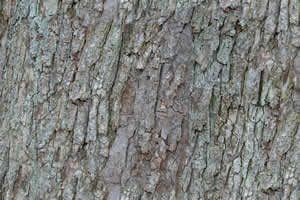 Trunk Texture 2D BMP Graphics Graphics