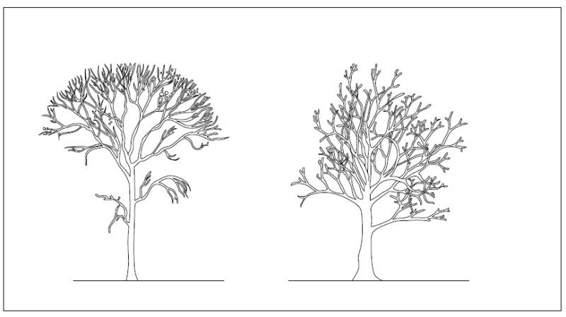 Bald Tree