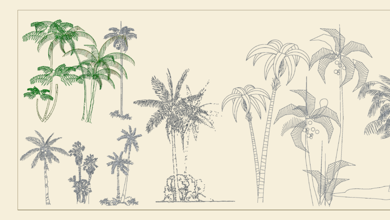Areca catechu and Betel nut palm tree elevations