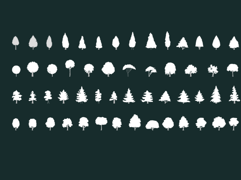Collection Of Simple Grey Tree Elevations For Landscape Designs