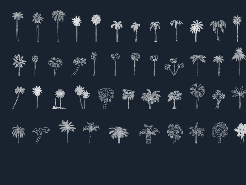 Miami Landscape Tropical Palm Tree Elevation Blocks DWG