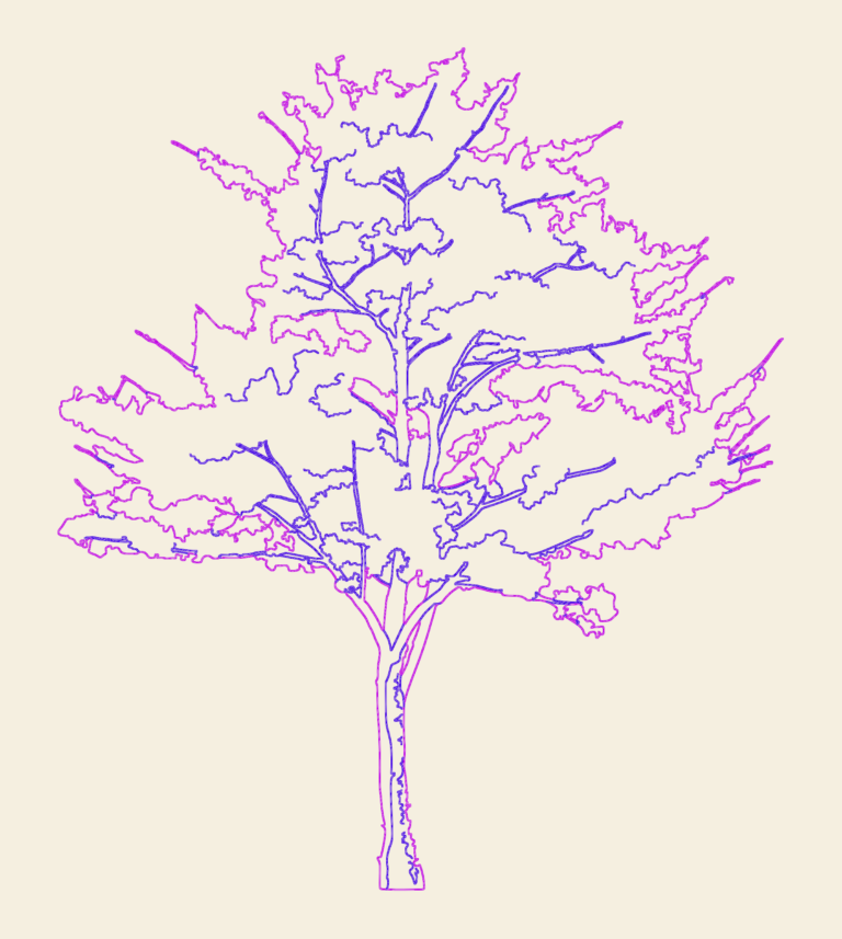 Side elevation CAD drawing of an apricot tree showing branch and leaf detail.