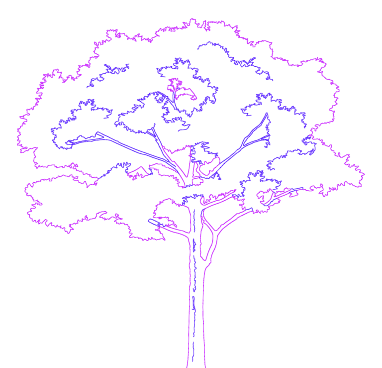 2D side elevation of a large, tall tree with a dense canopy outline.