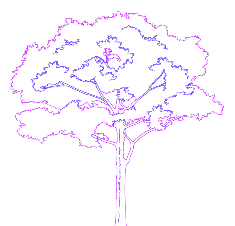 7m tall tree elevation