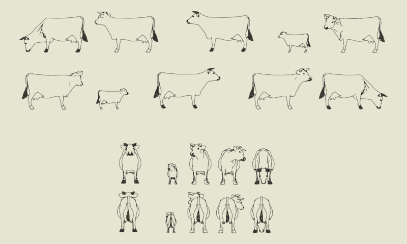 Side and Front Elevation Views of Cows and Calves