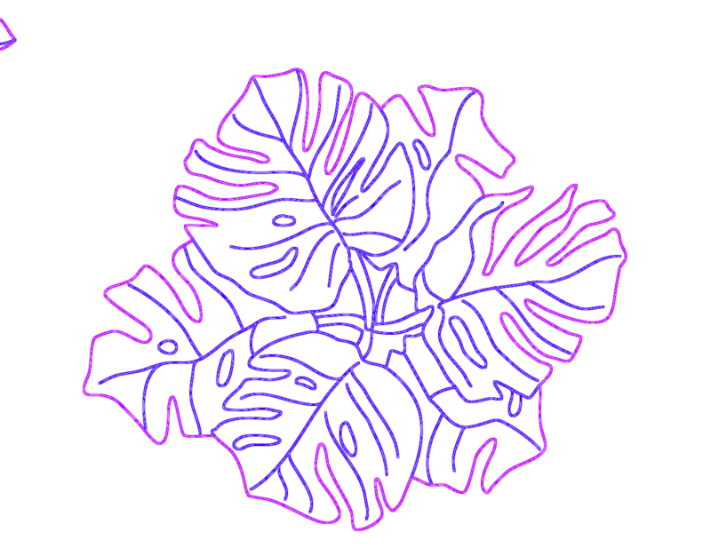 MONSTERA DELICIOSA Swiss Cheese Plant