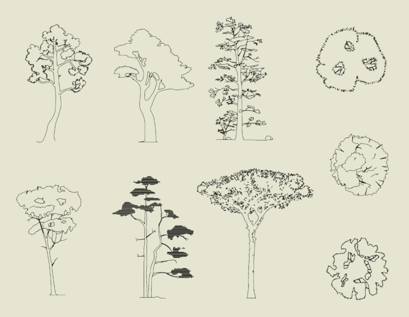 Metric Pinus Tree Profiles for Landscape Site Plans