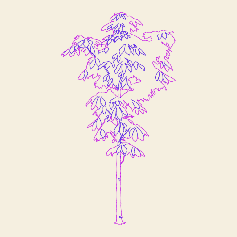 2D CAD elevation of a small chestnut tree with detailed leaf outlines.