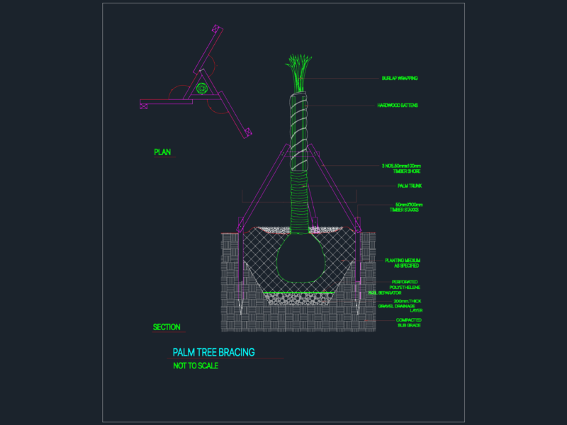 Detailed section and plan for palm tree bracing