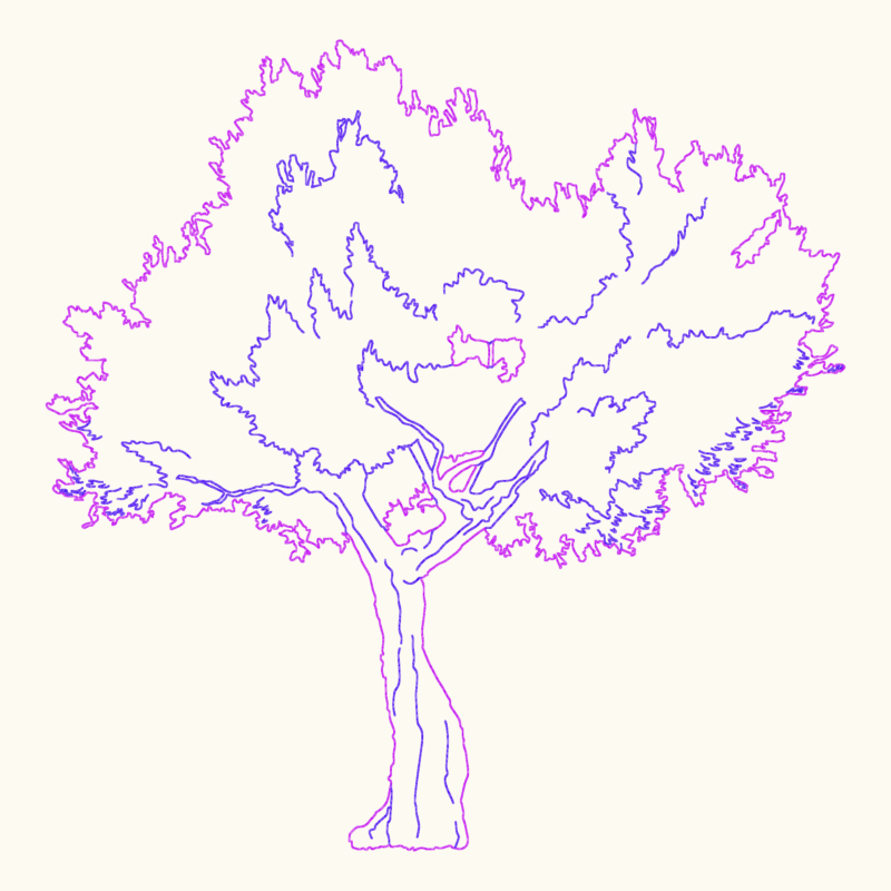 Olive tree elevation for landscape architecture