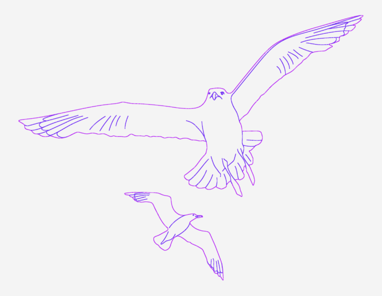 Outline drawing of a seagull flying with wings fully extended.