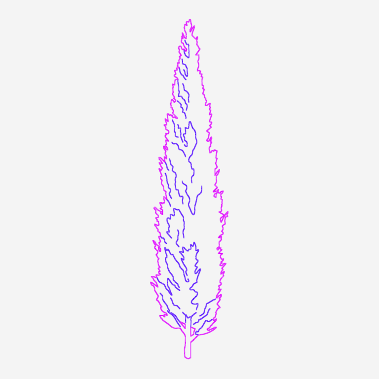 Elevation view of a tall, slender Mediterranean cypress tree CAD block.