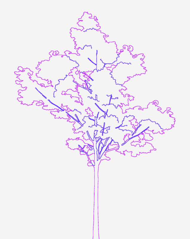 Small Maple Tree DWG