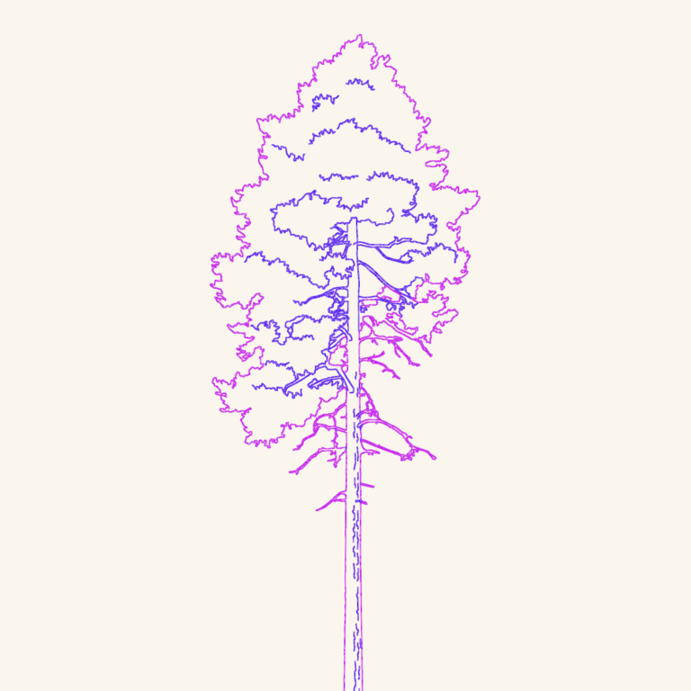 Detailed 2D elevation drawing of a tall pine tree showing textured branches and a long trunk.