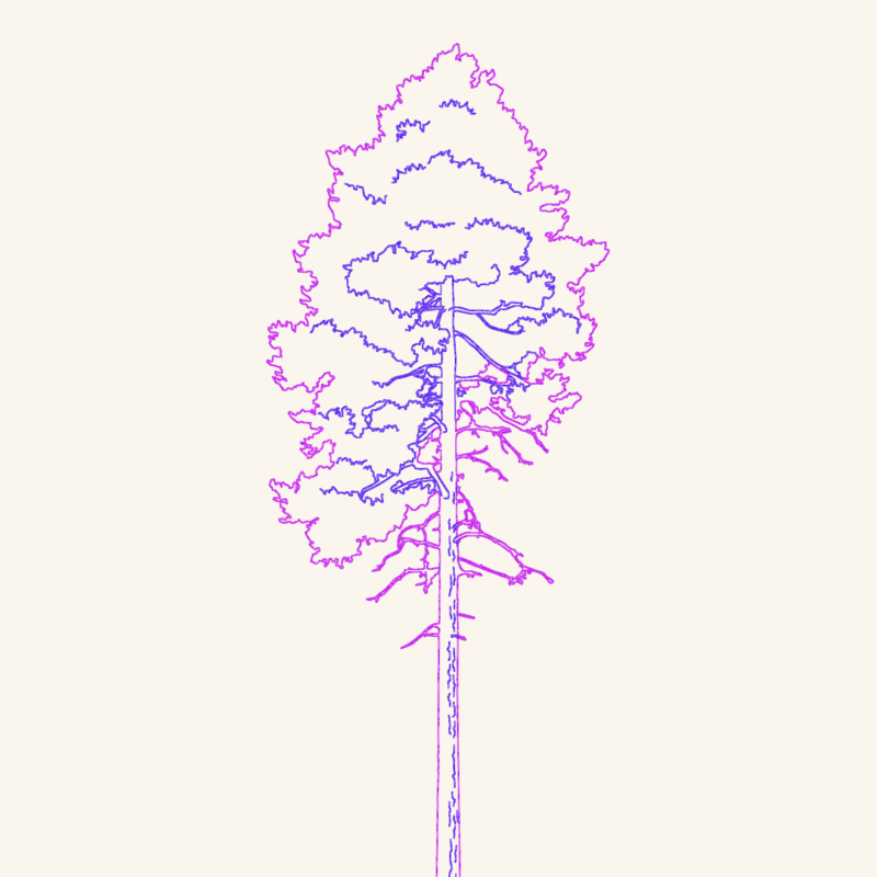 Tall Pine Tree 2D Elevation Detail