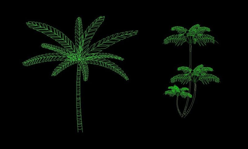Coconut Palm Trees Plant Front View Elevation 2D DWG Block For AutoCAD