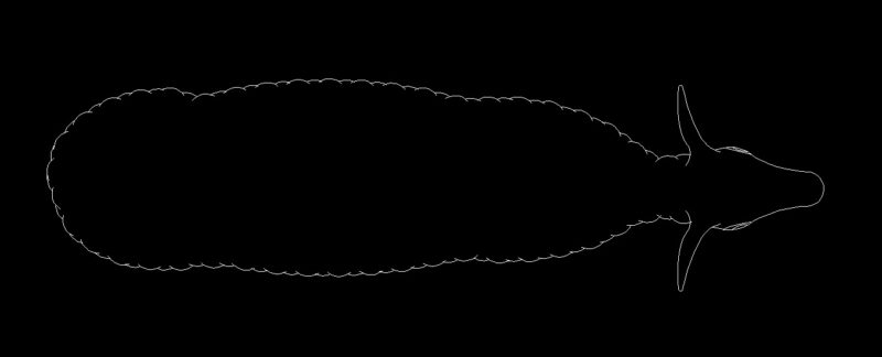 Sheep Animal Standing Top View Plan 2D DWG Block For AutoCAD