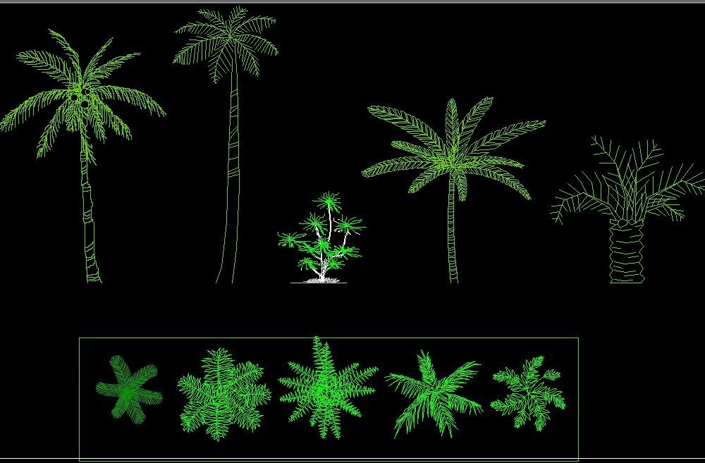 Coconut Palm Tree Plant Front View Elevation And Top View 