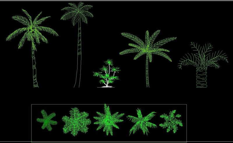 Coconut Palm Tree Plant Front View Elevation And Top View Plan 2D DWG Block For AutoCAD
