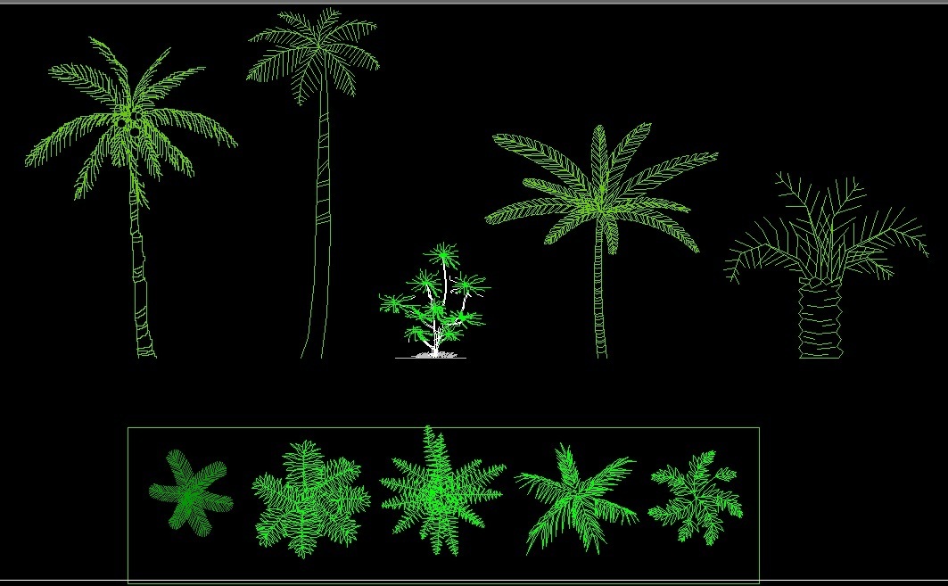Coconut Palm Tree Plant Front View Elevation And Top View Plan 2d Dwg